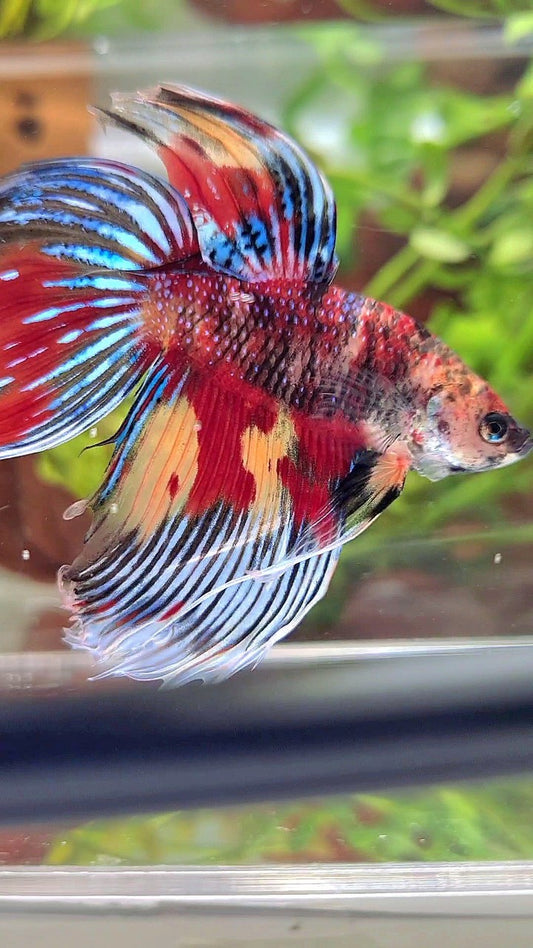 XL VEILTAIL SUPER MULTICOLOR RED YELLOW TIGER BETTA FISH
