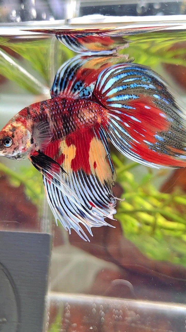 XL VEILTAIL SUPER MULTICOLOR RED YELLOW TIGER BETTA FISH