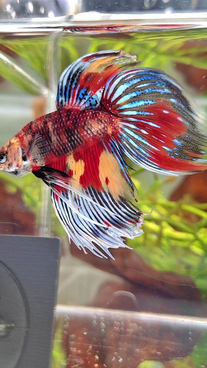 XL VEILTAIL SUPER MULTICOLOR RED YELLOW TIGER BETTA FISH