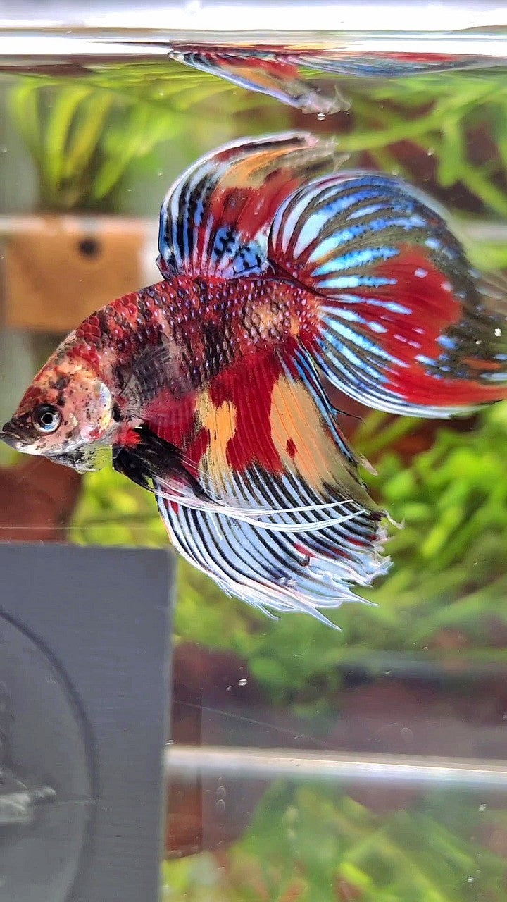 XL VEILTAIL SUPER MULTICOLOR RED YELLOW TIGER BETTA FISH
