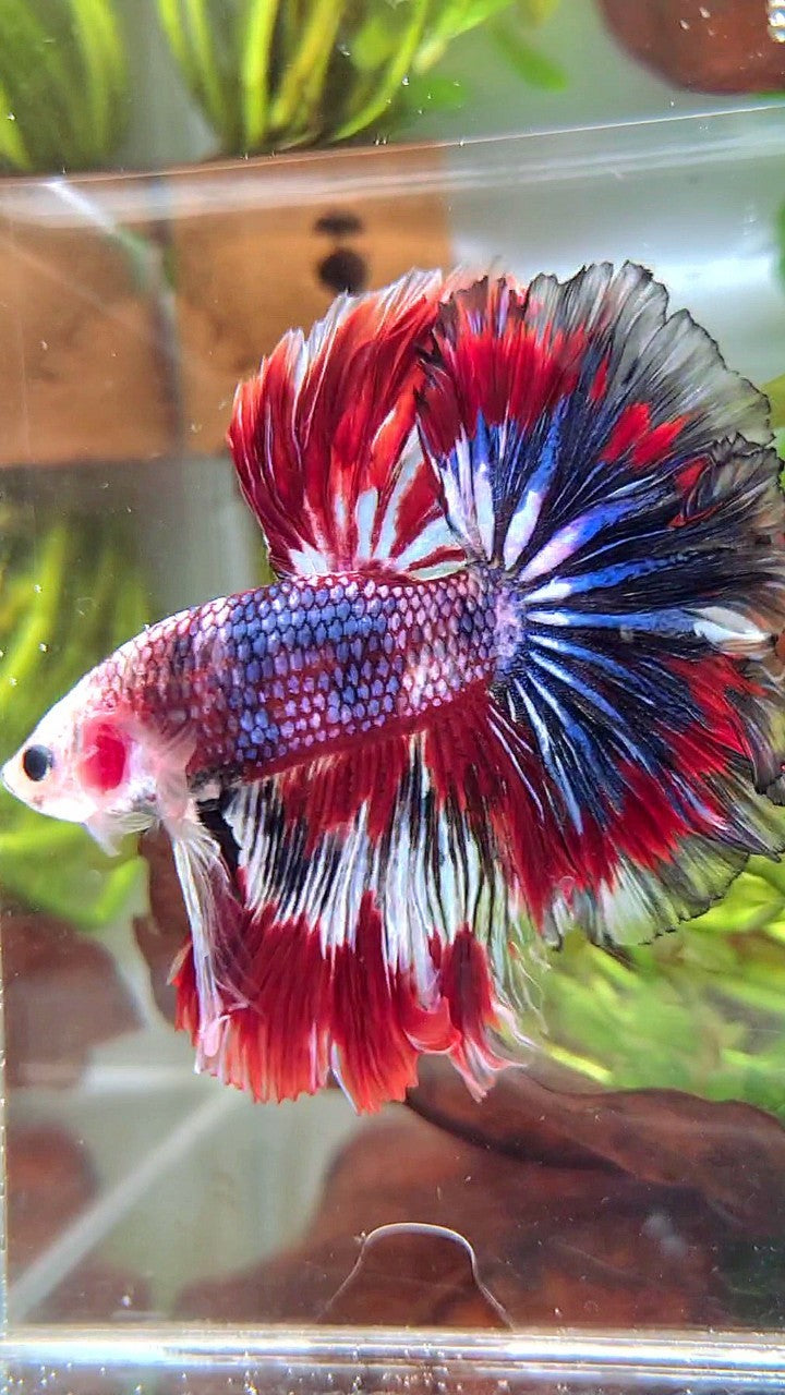 XL HALFMOON ROSETAIL RED BLUE PATTERN MULTICOLOR BETTA FISH