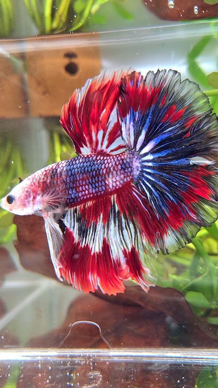 XL HALFMOON ROSETAIL RED BLUE PATTERN MULTICOLOR BETTA FISH