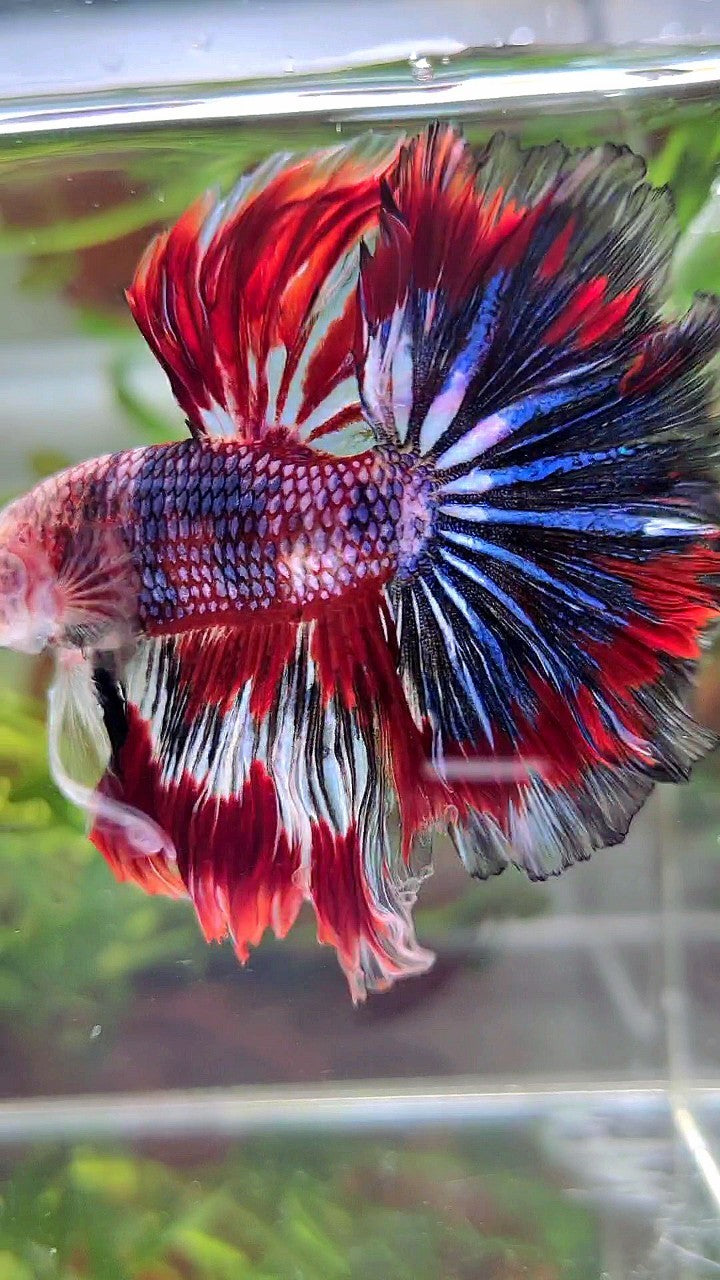 XL HALFMOON ROSETAIL RED BLUE PATTERN MULTICOLOR BETTA FISH