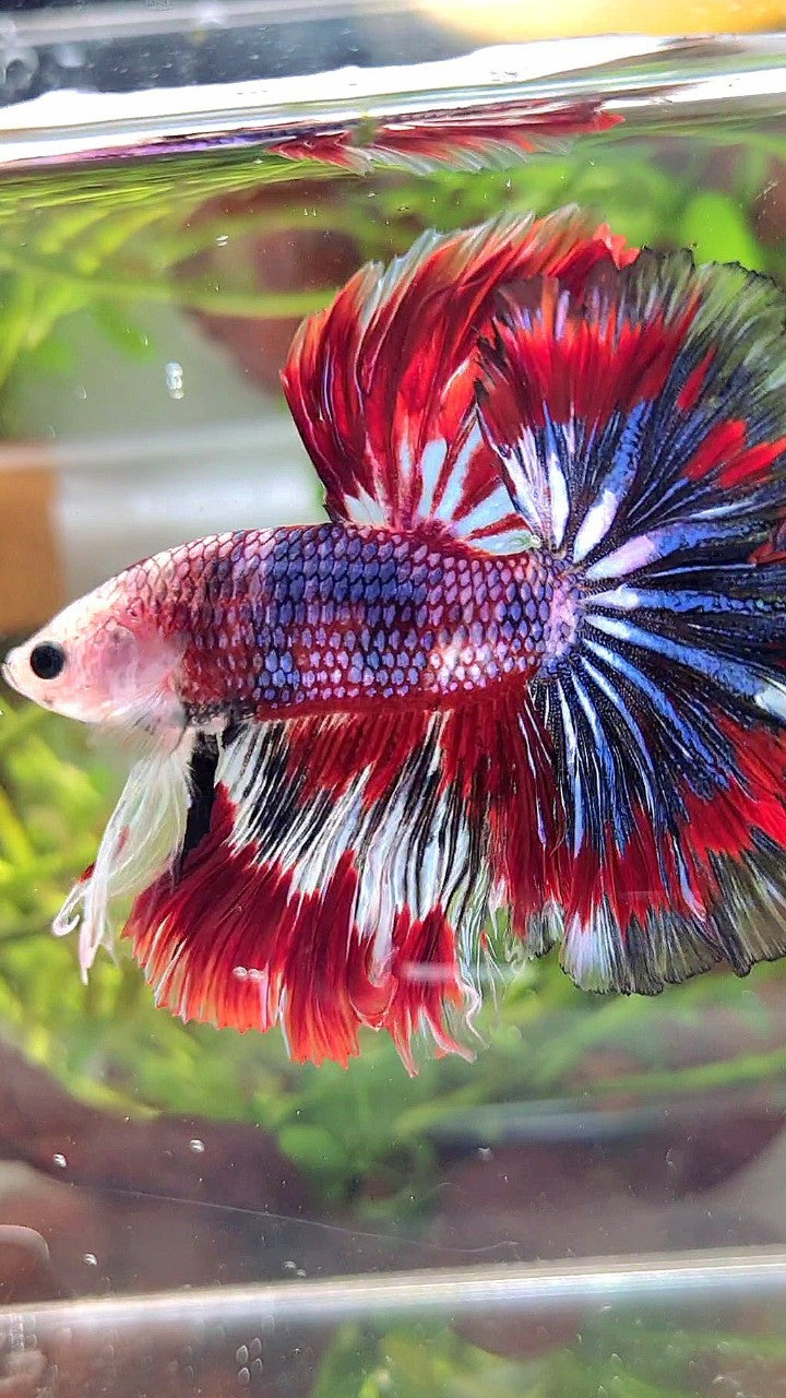 XL HALFMOON ROSETAIL RED BLUE PATTERN MULTICOLOR BETTA FISH