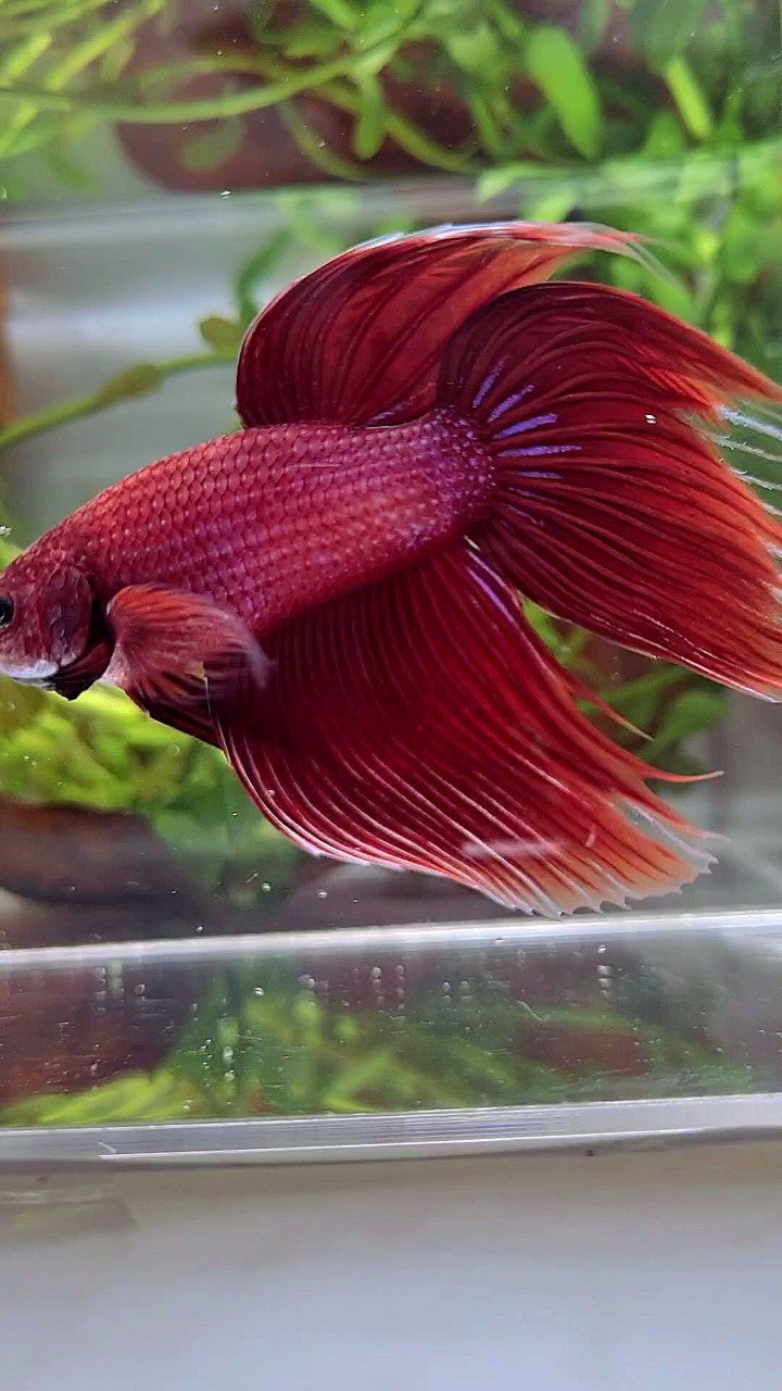 XL VEILTAIL SUPER RED BETTA FISH