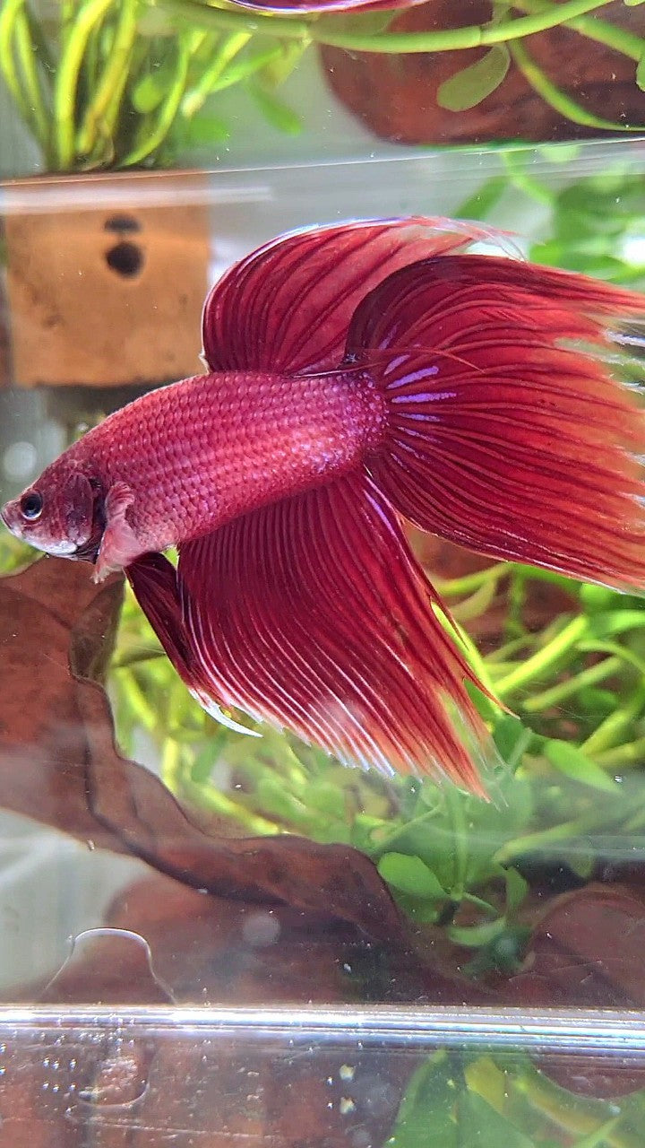 XL VEILTAIL SUPER RED BETTA FISH