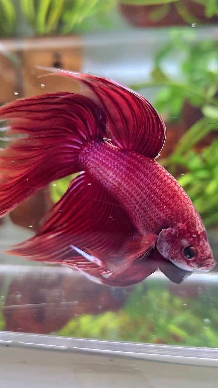 XL VEILTAIL SUPER RED BETTA FISH