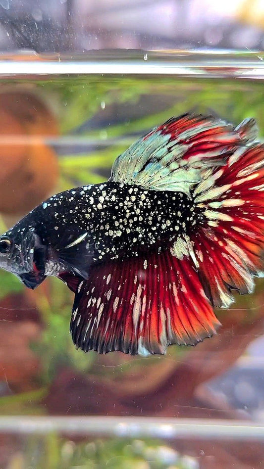LUXURY HALFMOON ROSETAIL BLACK STAR GALAXY AVATAR COPPER GOLD VAMPIRE BETTA FISH