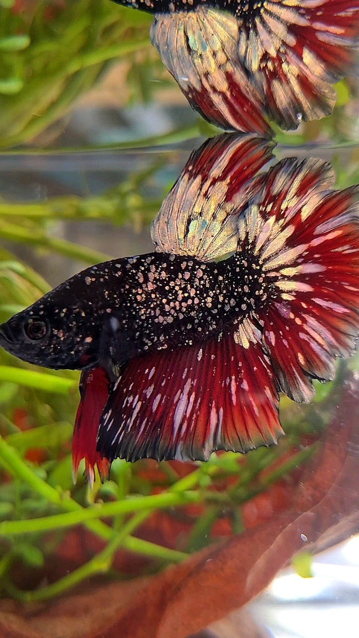 LUXURY HALFMOON ROSETAIL BLACK STAR GALAXY AVATAR COPPER GOLD VAMPIRE BETTA FISH