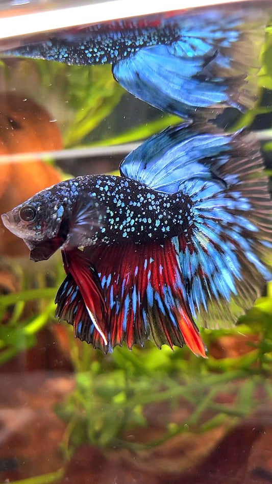 LUXURY HALFMOON ROSETAIL BLACK STAR GALAXY AVATAR BLUE GREEN BETTA FISH