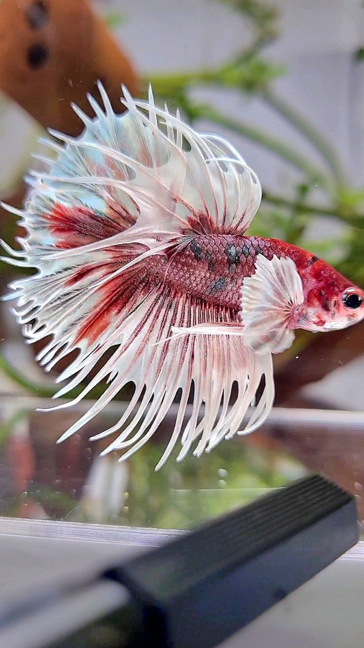 CROWNTAIL DUMBO EAR WHITE RED FANCY MULTICOLOR BETTA FISH