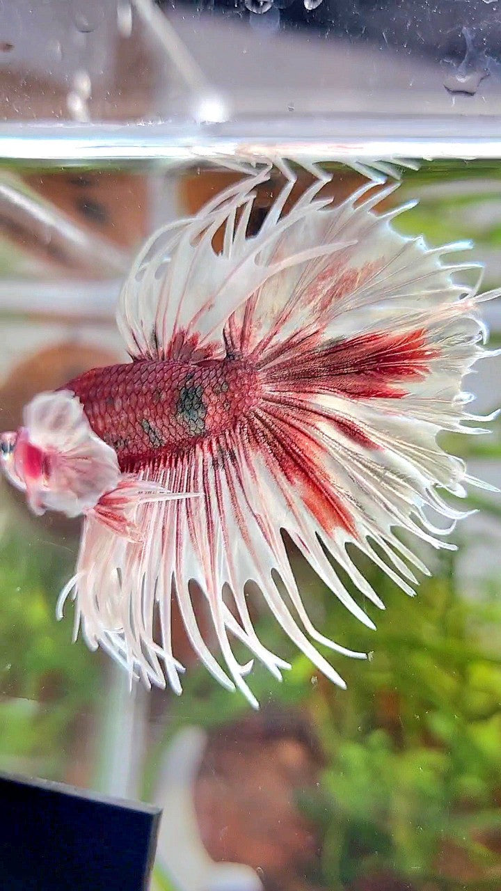 CROWNTAIL DUMBO EAR WHITE RED FANCY MULTICOLOR BETTA FISH