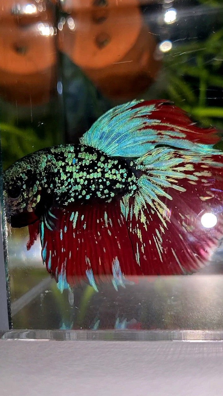 LUXURY HALFMOON ROSETAIL BLACKSTAR GALAXY AVATAR BLUE GREEN VAMPIRE BETTA FISH