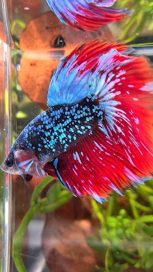 LUXURY HALFMOON ROSETAIL BLACKSTAR GALAXY AVATAR BLUE GREEN VAMPIRE BETTA FISH