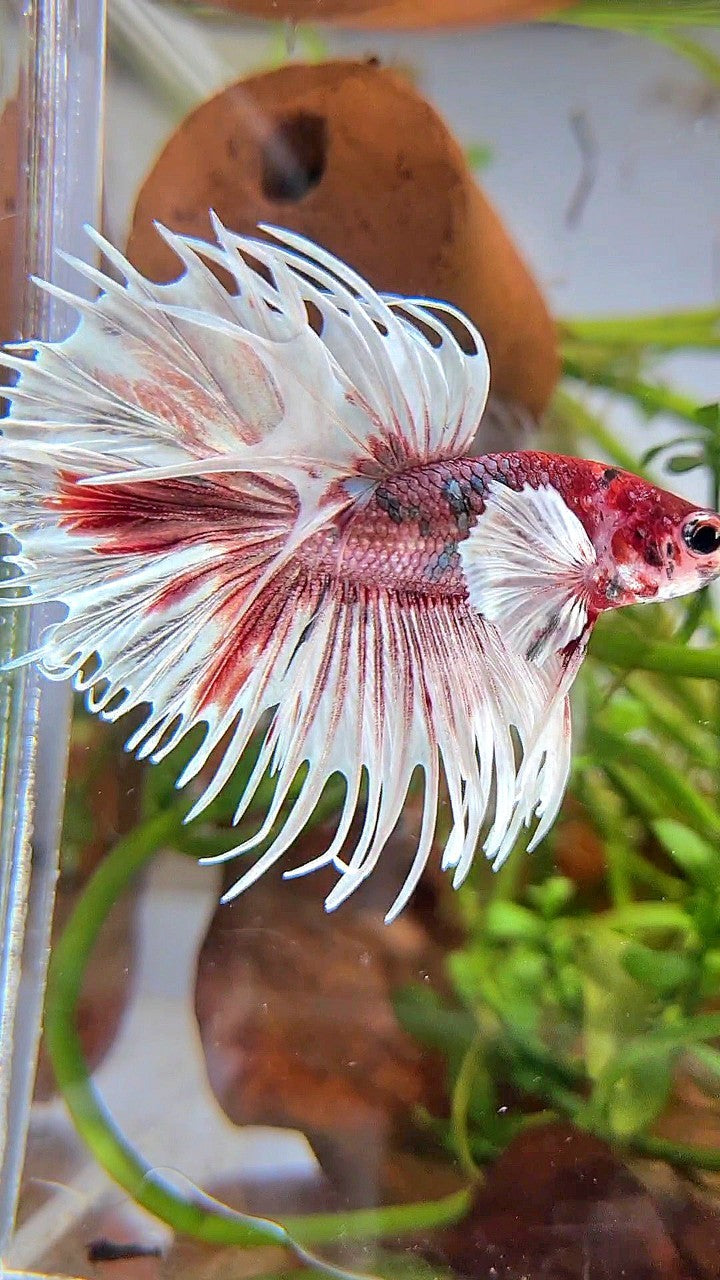 CROWNTAIL DUMBO EAR WHITE RED FANCY MULTICOLOR BETTA FISH