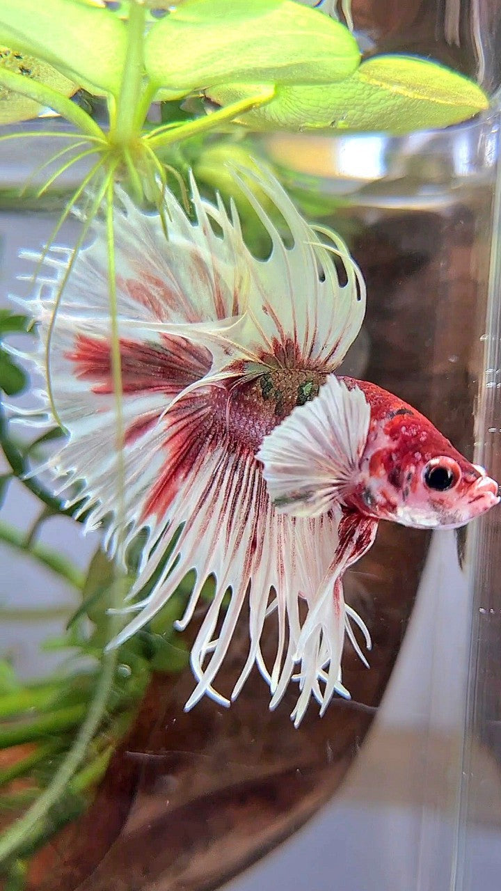 CROWNTAIL DUMBO EAR WHITE RED FANCY MULTICOLOR BETTA FISH
