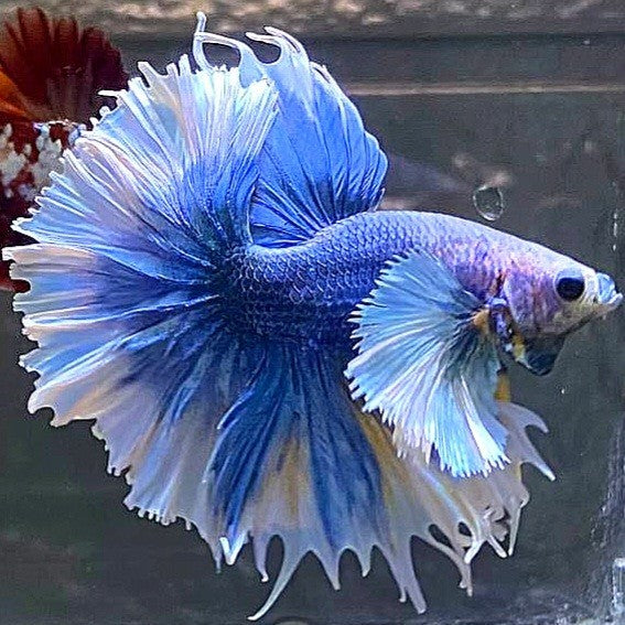LUXURY HALFMOON FEATHER TAIL SUPER DUMBO EAR BLUE GRIZZLE BETTA FISH
