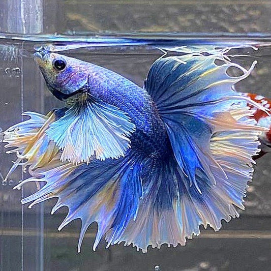 LUXURY HALFMOON FEATHER TAIL SUPER DUMBO EAR BLUE GRIZZLE BETTA FISH