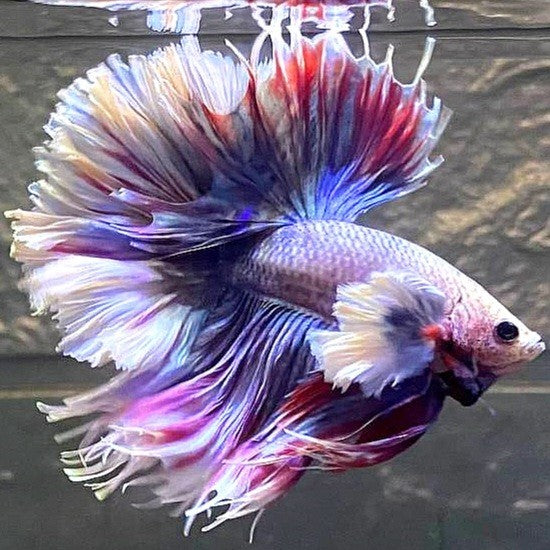 LUXURY HALFMOON FEATHER TAIL SUPER DUMBO EAR PURPLE GRIZZLE BETTA FISH