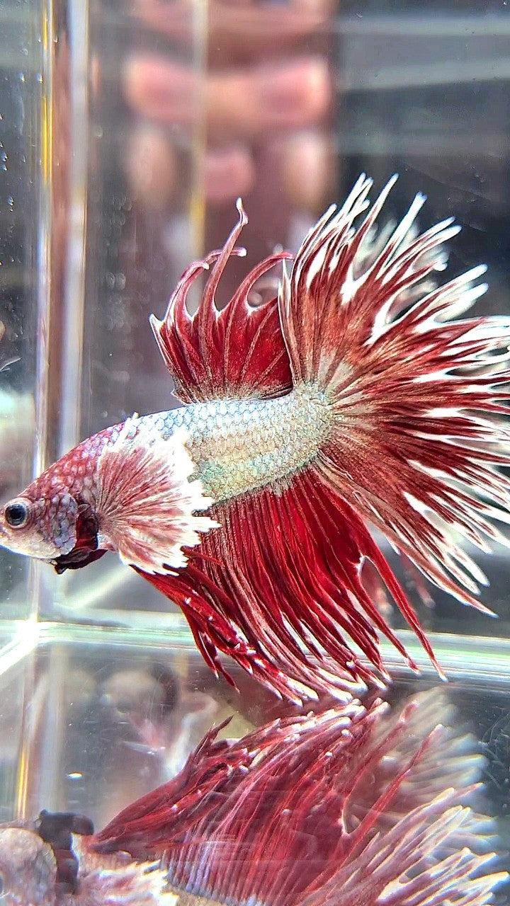 CROWNTAIL DUMBO EAR RED COPPER ARMY BETTA FISH