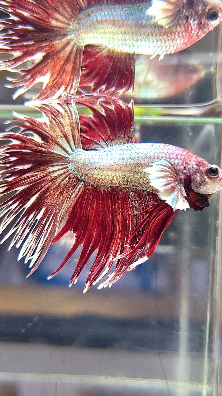 CROWNTAIL DUMBO EAR RED COPPER ARMY BETTA FISH