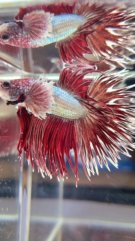 CROWNTAIL DUMBO EAR RED COPPER ARMY BETTA FISH