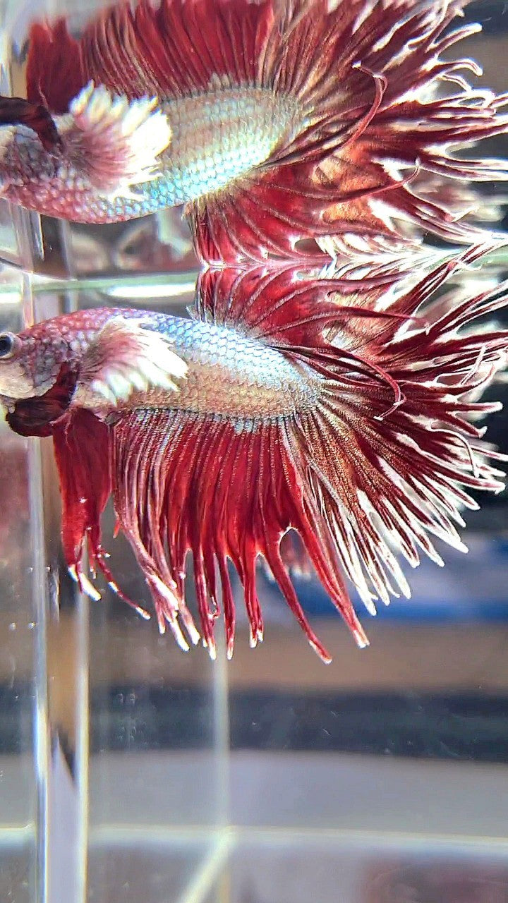 CROWNTAIL DUMBO EAR RED COPPER ARMY BETTA FISH