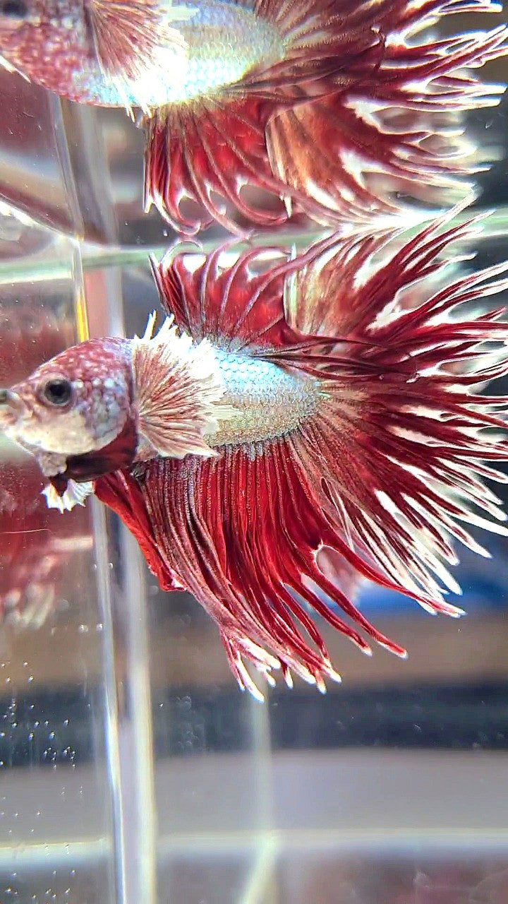 CROWNTAIL DUMBO EAR RED COPPER ARMY BETTA FISH