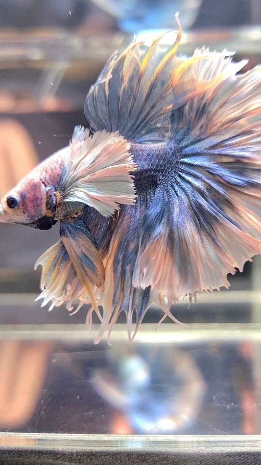 LUXURY KING FEATHER TAIL HALFMOON SUPER DUMBO EAR BLUE GRIZZLE BETTA FISH