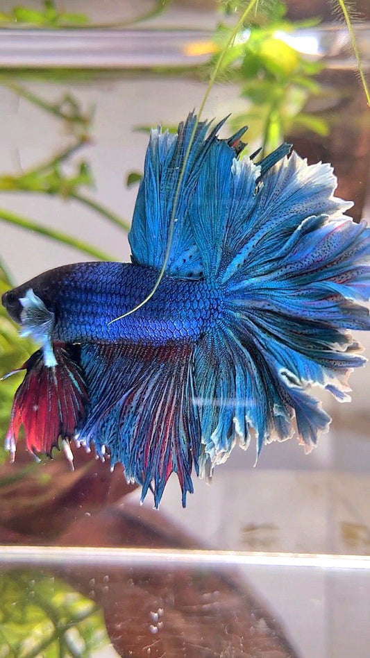 XL HALFMOON FEATHER TAIL BLUE GREEN TURQUOISE BETTA FISH
