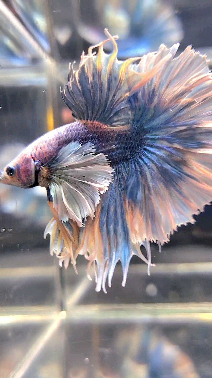 LUXURY KING FEATHER TAIL HALFMOON SUPER DUMBO EAR BLUE GRIZZLE BETTA FISH