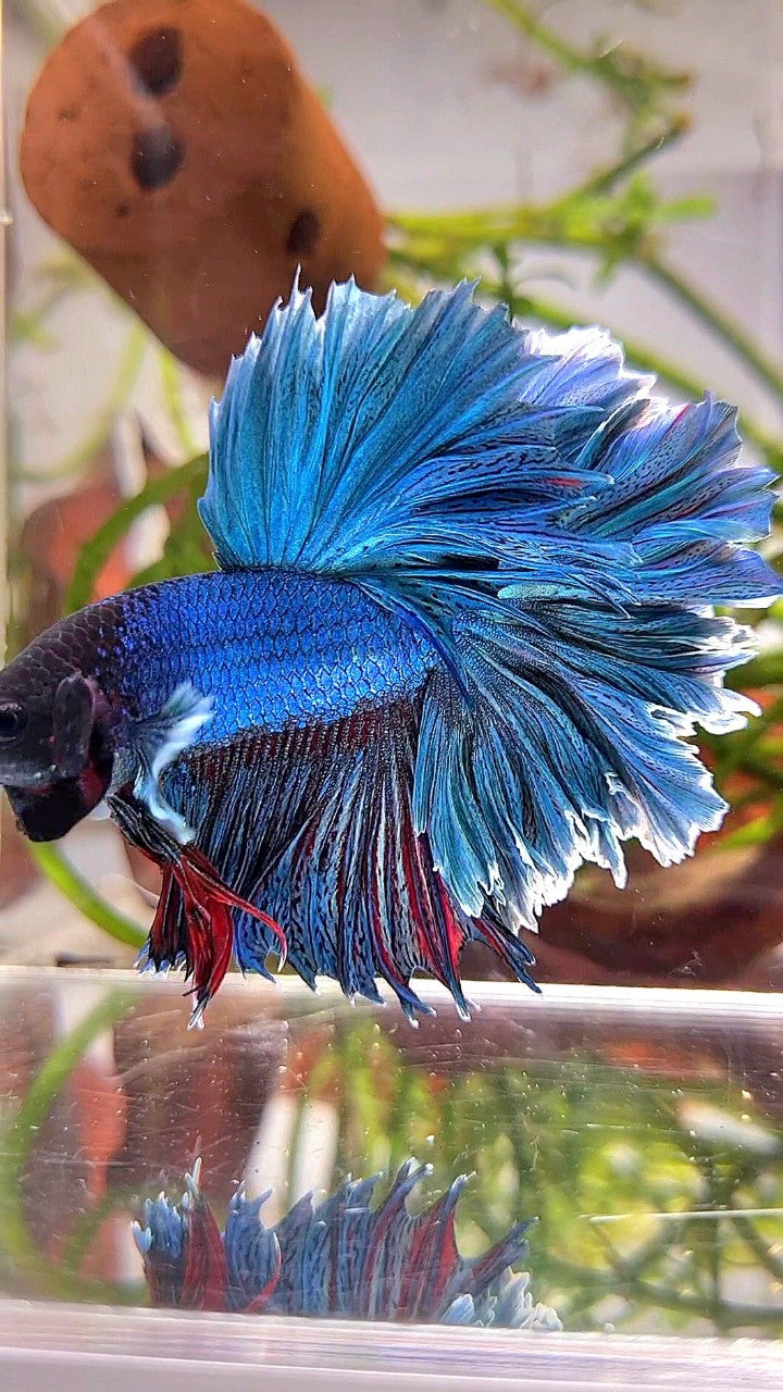 XL HALFMOON FEATHER TAIL BLUE GREEN TURQUOISE BETTA FISH
