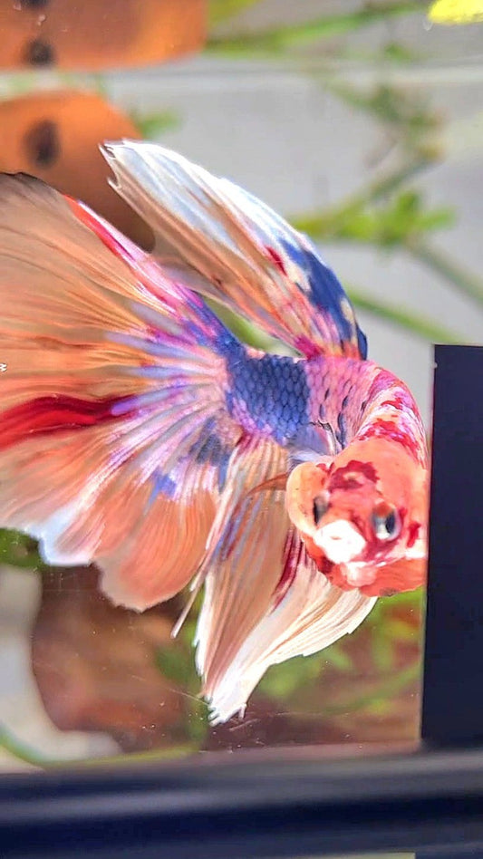 XL HALFMOON NEMO WHITE BARONGSAI BETTA FISH