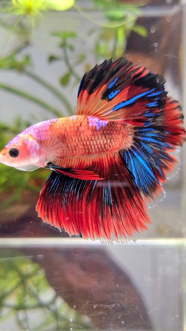 HALFMOON ROSETAIL ORANGE AOC UNIQUE MULTICOLOR BETTA FISH