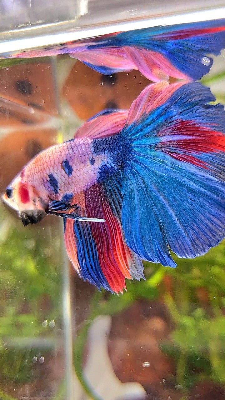 HALFMOON BLUE NEMO FANCY MULTICOLOR BETTA FISH