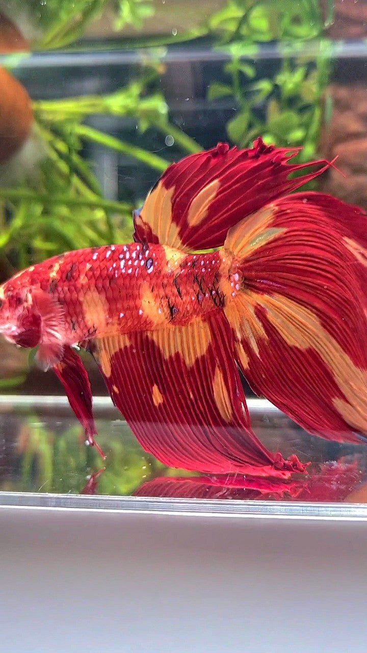 GIANT HALFMOON TOTAL 10CM+ NEMO LEOPARD MULTICOLOR BETTA FISH