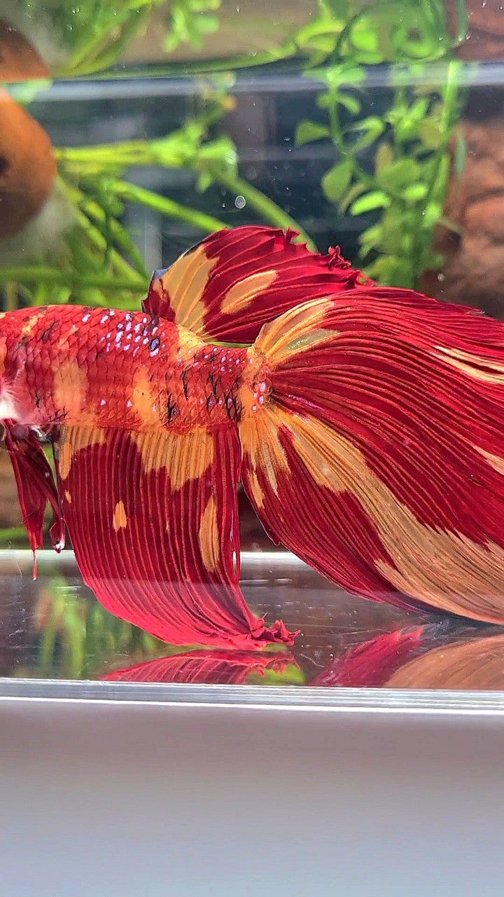 GIANT HALFMOON TOTAL 10CM+ NEMO LEOPARD MULTICOLOR BETTA FISH