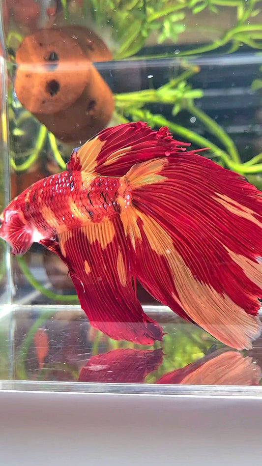 GIANT HALFMOON TOTAL 10CM+ NEMO LEOPARD MULTICOLOR BETTA FISH
