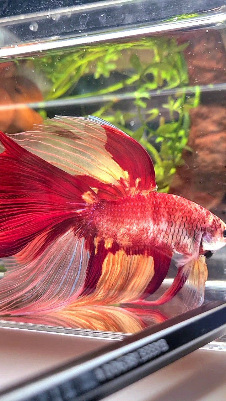 SUPER GIANT HALFMOON TOTAL 10CM+ ROSETAIL NEMO YELLOW PATTERN MULTICOLOR BETTA FISH