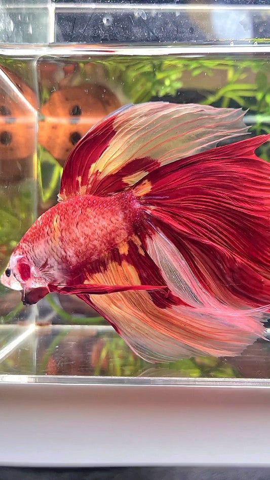 SUPER GIANT HALFMOON TOTAL 10CM+ ROSETAIL NEMO YELLOW PATTERN MULTICOLOR BETTA FISH