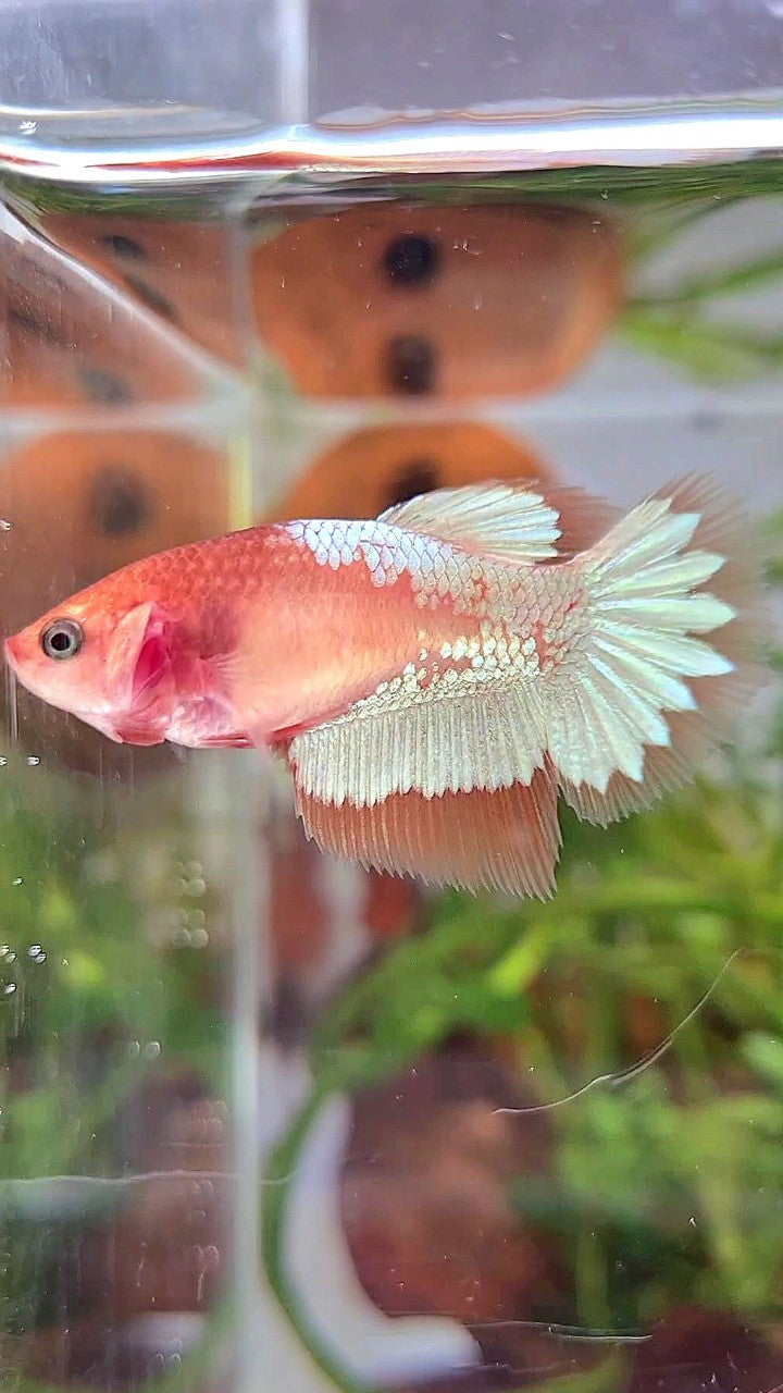 FEMALE HALFMOON ORANGE FCCP STARTAIL BETTA FISH