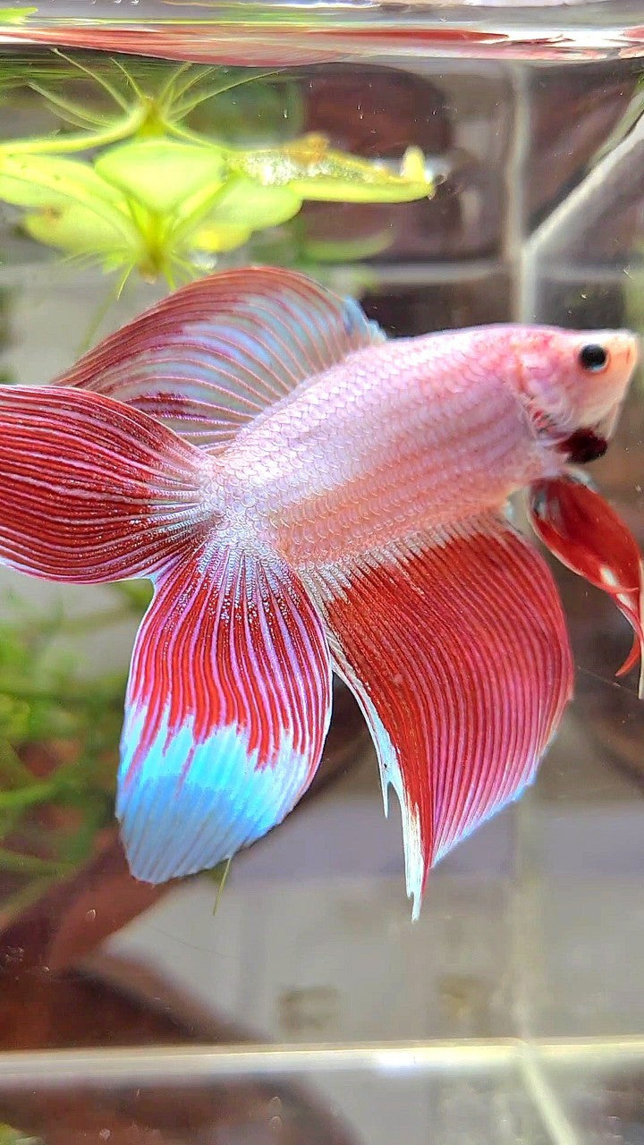 XL VEILTAIL DOUBLE TAIL PEACH ORANGE PINK UNICORN BETTA FISH