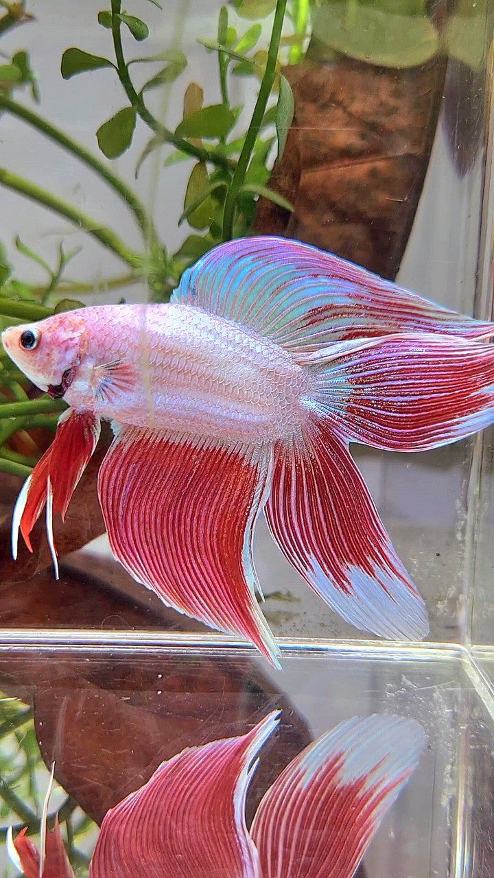 XL VEILTAIL DOUBLE TAIL PEACH ORANGE PINK UNICORN BETTA FISH