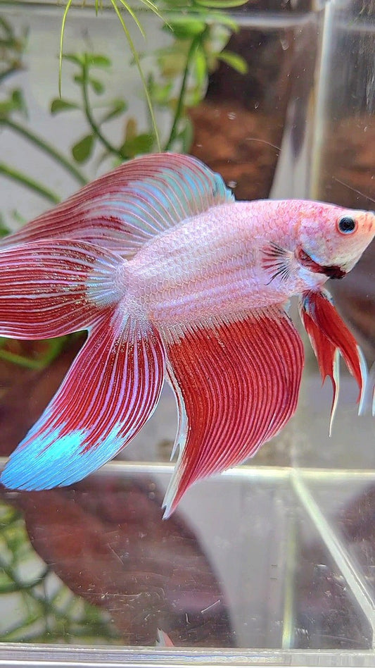 XL VEILTAIL DOUBLE TAIL PEACH ORANGE PINK UNICORN BETTA FISH