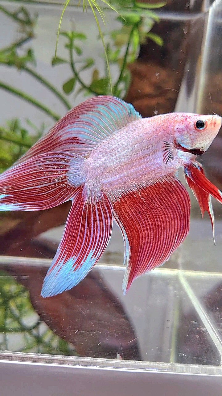XL VEILTAIL DOUBLE TAIL PEACH ORANGE PINK UNICORN BETTA FISH
