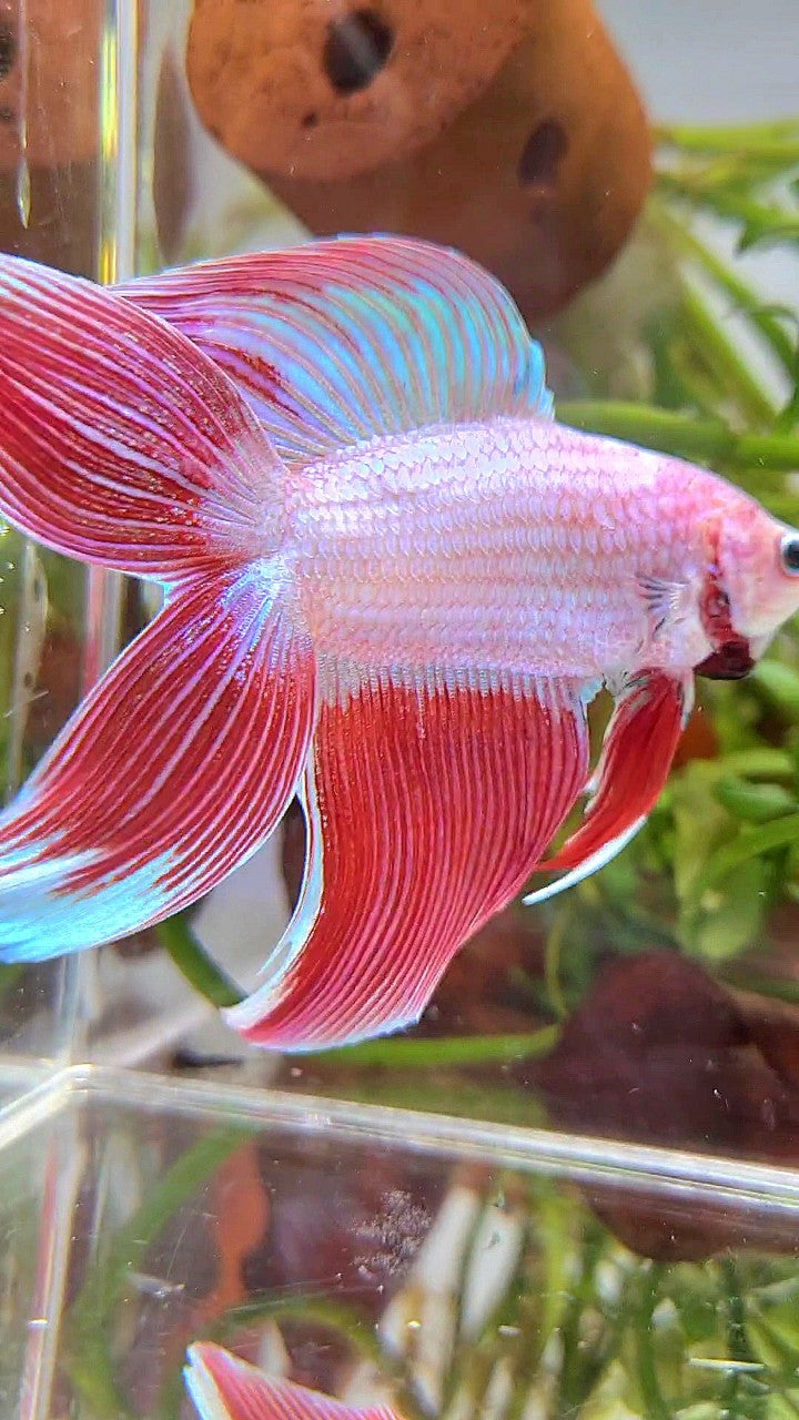 XL VEILTAIL DOUBLE TAIL PEACH ORANGE PINK UNICORN BETTA FISH