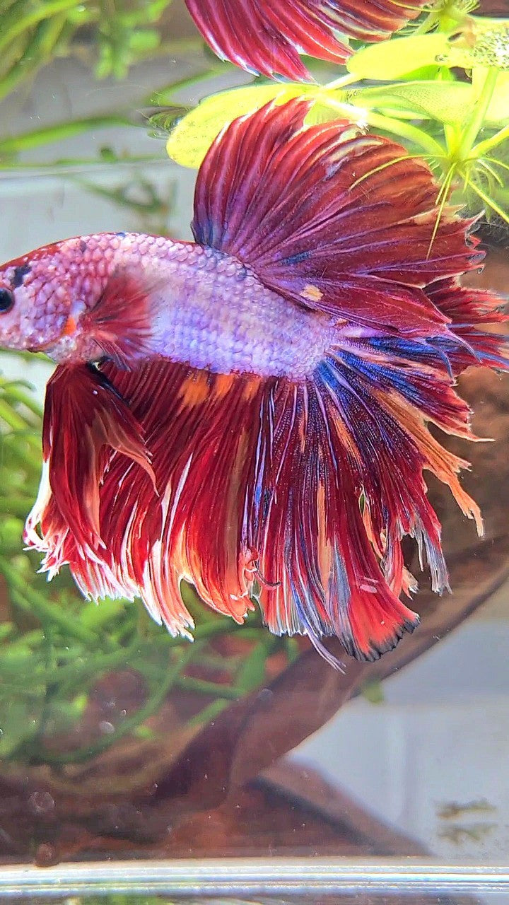 XL HALFMOON ROSETAIL SUPER PINK PURPLE CANDY MULTICOLOR BETTA FISH