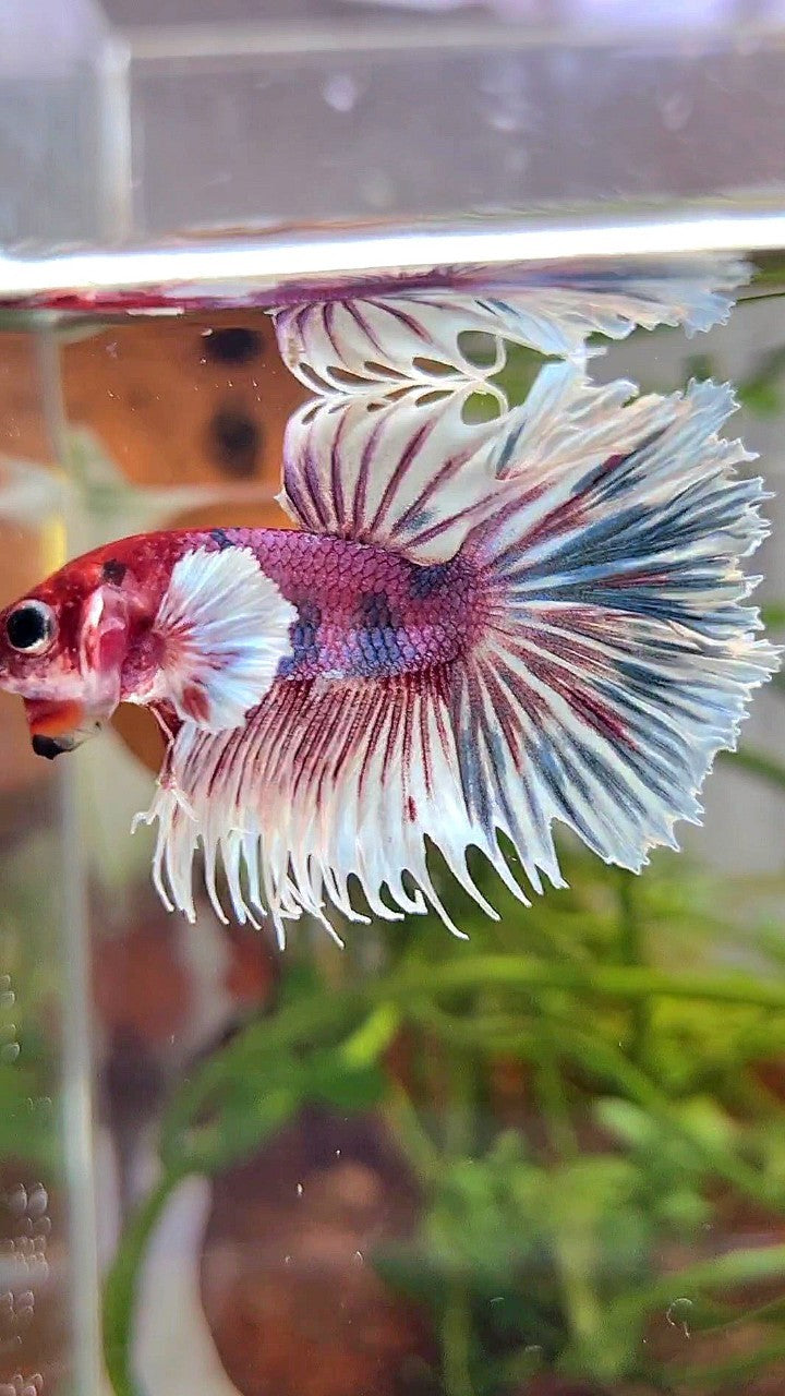 CROWNTAIL DUMBO EAR PURPLE CANDY MULTICOLOR RED HEAD BETTA FISH