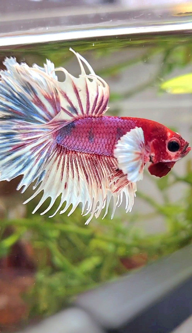 CROWNTAIL DUMBO EAR PURPLE CANDY MULTICOLOR RED HEAD BETTA FISH