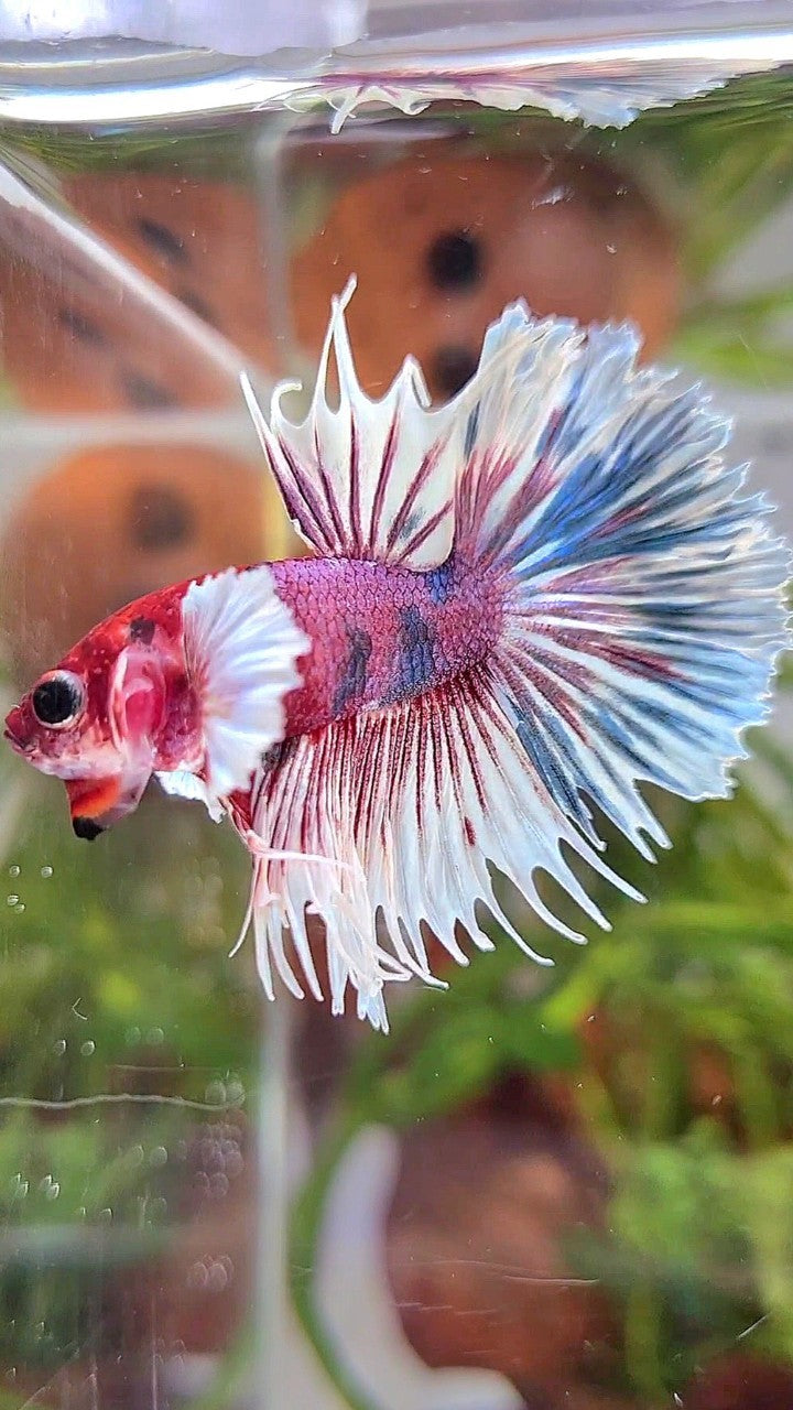 CROWNTAIL DUMBO EAR PURPLE CANDY MULTICOLOR RED HEAD BETTA FISH